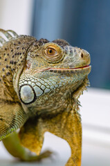 Fototapeta premium closeup view of the green iguana