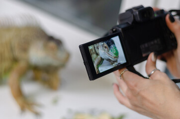 closeup view of female hands making a photo of the green iguana at camera