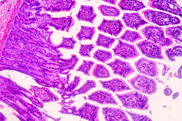 Education anatomy and Histological sample of Human under the microscope.
