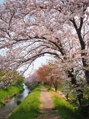 桜並木の一本道