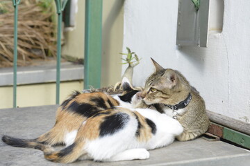 Lovely family, Tabby Cat  take care her cute kids Calico cats on a table in a park. 