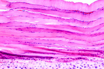 Education anatomy and Histological sample of Human under the microscope.
