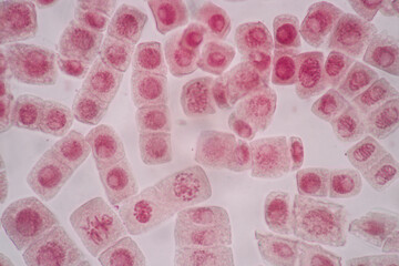 Cell Division and Cell Cycle under the microscope.
