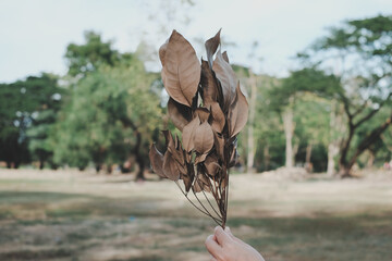 A woman holding dry leaves with green park background