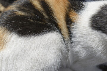 Background texture Striped Calico Cat fur - obrazy, fototapety, plakaty
