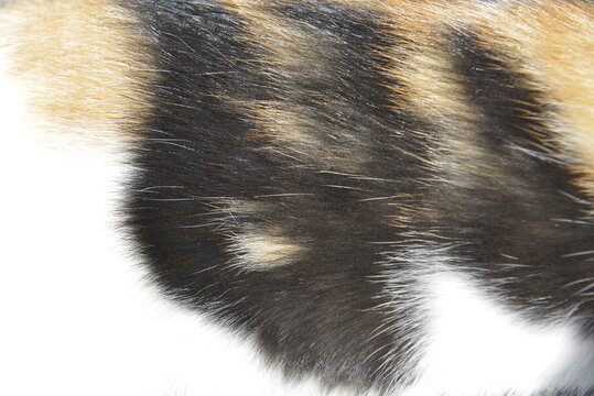 Background texture Striped Calico Cat fur