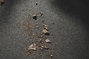 Dry leaves on cement floor in park