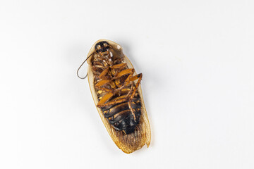 Study of the structure of Blaptica dubia, Dubia roach, also known as the orange-spotted roach in the laboratory.
