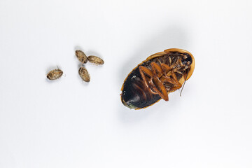 Study of the structure of Blaptica dubia, Dubia roach, also known as the orange-spotted roach in the laboratory.
