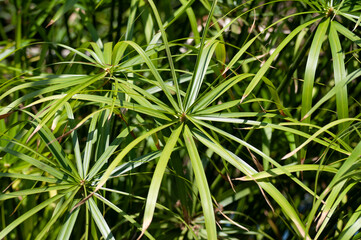 Umbrella plant (Cyperus alternifolius). Called Umbrella palm, Umbrella papyrus and Umbrella sedge