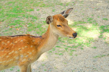 Japanese Deer at Nara Park, Nara Pref., Japan