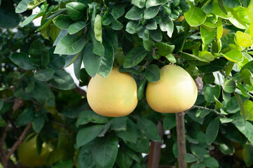 Pomelo trees with full of fruits