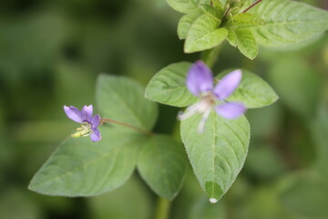 grass with flower