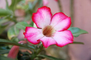 pink flower in the garden