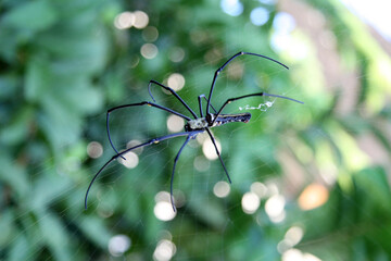 spider on a web