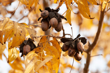 Pecans on a tree in a pecan orchard
