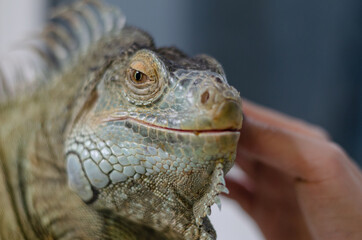 closeup view of the green iguana
