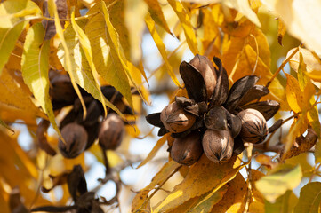 Pecans on a tree in a pecan orchard