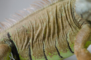 closeup view of the green iguana