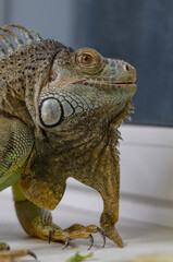 closeup view of the green iguana
