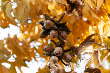 Pecans on a tree in a pecan orchard