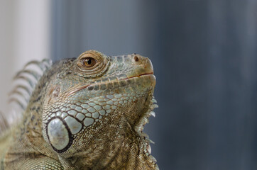 closeup view of the green iguana