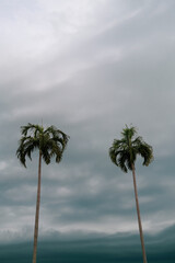 Obraz premium Two palm trees agains an overcast sky