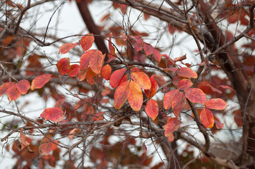 Red jujube leaves in the fall