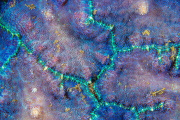  Close up colorful detail of coral polyps © Mike Workman