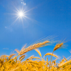 closeup golden wheat field under a sparkle sun, summer agricultural scene