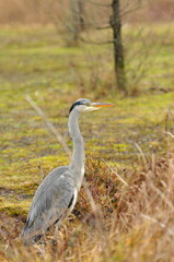 Graureiher