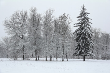 one spruce and other snow-covered trees in the park. the first winter beauty