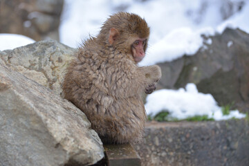 Japanese monkey in Jigokudani Monkey Park in Nagano Prefecture, Japan
