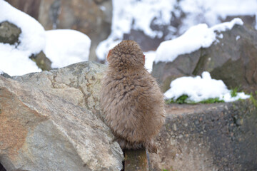 Japanese monkey in Jigokudani Monkey Park in Nagano Prefecture, Japan
