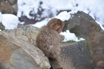 Japanese monkey in Jigokudani Monkey Park in Nagano Prefecture, Japan
