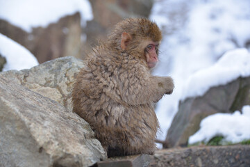 Japanese monkey in Jigokudani Monkey Park in Nagano Prefecture, Japan
