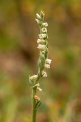 Orchid of Autumn Lady's-tresses macro photography