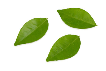 Fototapeta na wymiar Citrus leaves with drops isolated on a white background