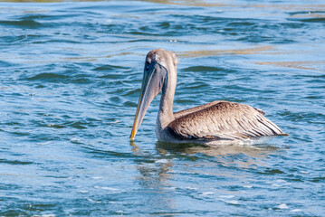 Fishing Brown Pelican (Pelecanus occidentalis) in Bolsa Chica Ecological Reserve, California, USA
