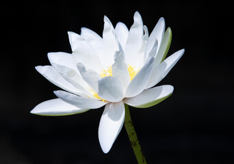 White lotus flower on black background