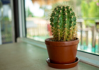 A close up of a cactus On a blurred background