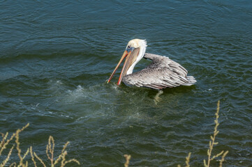 Fishing Brown Pelican (Pelecanus occidentalis) in Bolsa Chica Ecological Reserve, California, USA