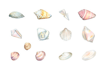 Watercolor collection of seashells and fragments in pink delicate tones isolated on a white background
