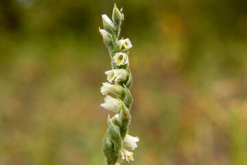 Orchid of Autumn Lady's-tresses macro photography