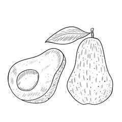 avocado sketch mon