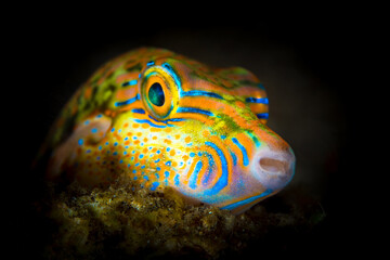 Very colorful toby puffer fish on tropical coral reef