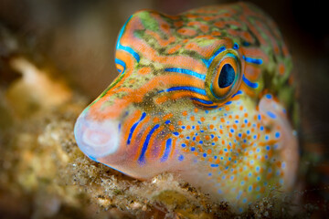 Very colorful toby puffer fish on tropical coral reef