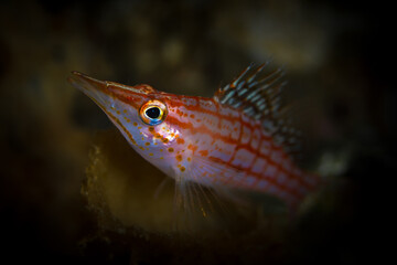 Longnose hawkfish resting on barrel sponge