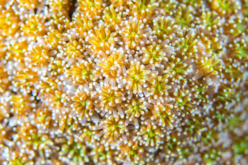  Close up colorful detail of coral polyps