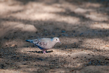 Common Ground-Dove (Columbina passerina) in Salton Sea area, Imperial Valley, California, USA